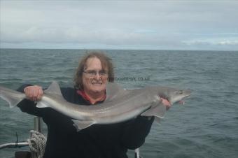 15 lb Starry Smooth-hound by Unknown