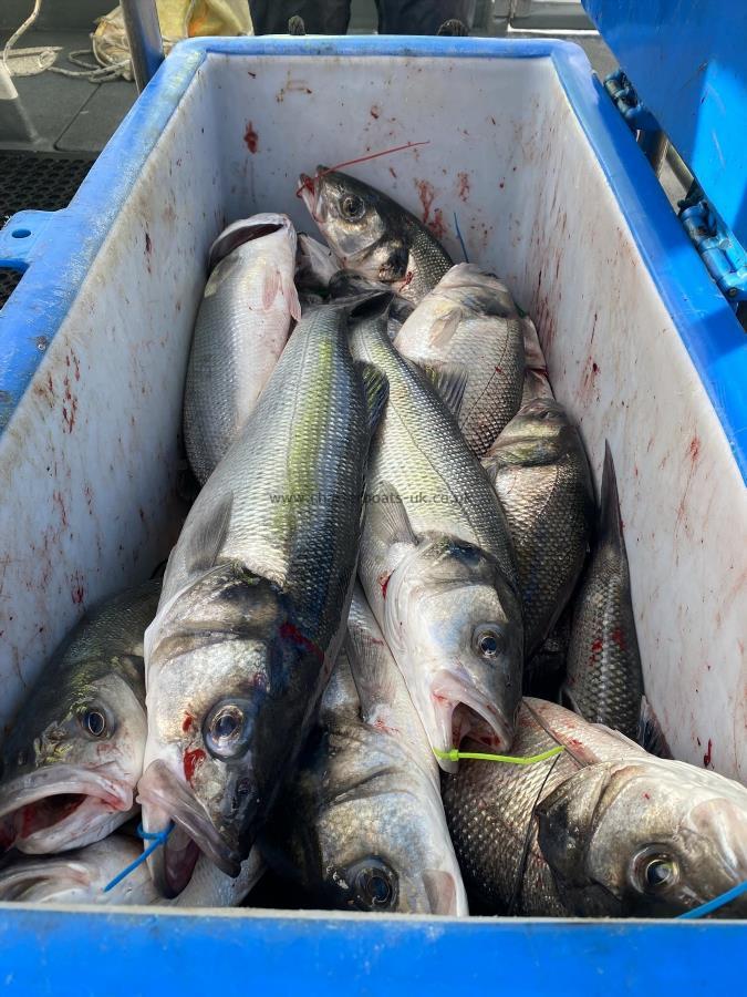 1 lb Bass by Unknown