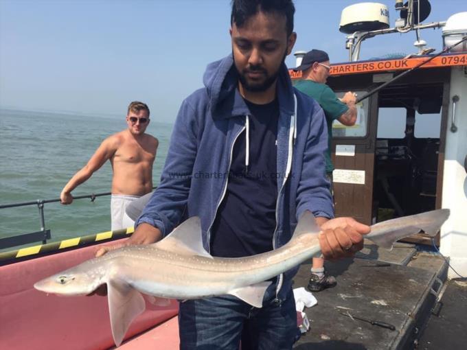 7 lb Smooth-hound (Common) by Unknown