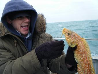 3 lb Ballan Wrasse by visitor from South London