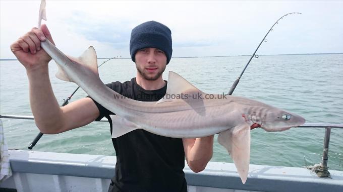 8 lb Starry Smooth-hound by Dan the decky