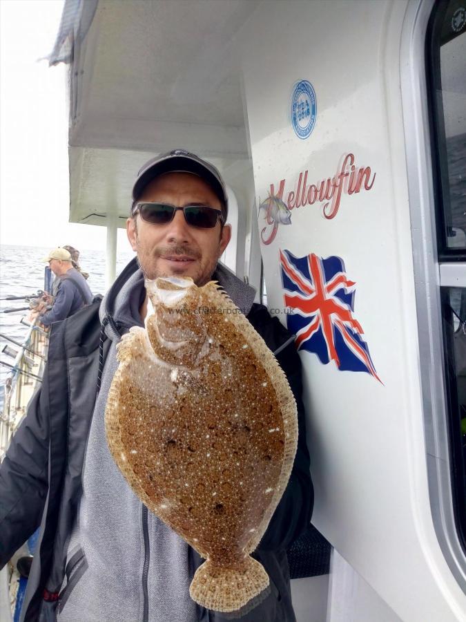 2 lb 8 oz Brill by Sorin