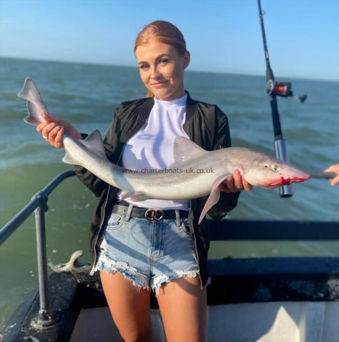 11 lb Smooth-hound by Unknown