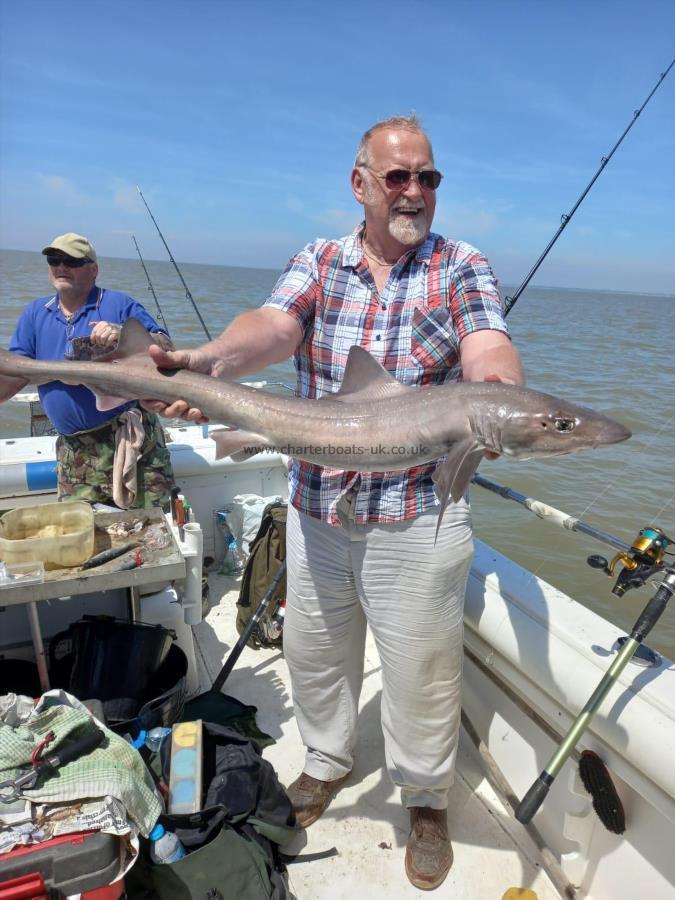 12 lb Smooth-hound by Unknown
