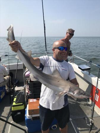 14 lb Starry Smooth-hound by Unknown