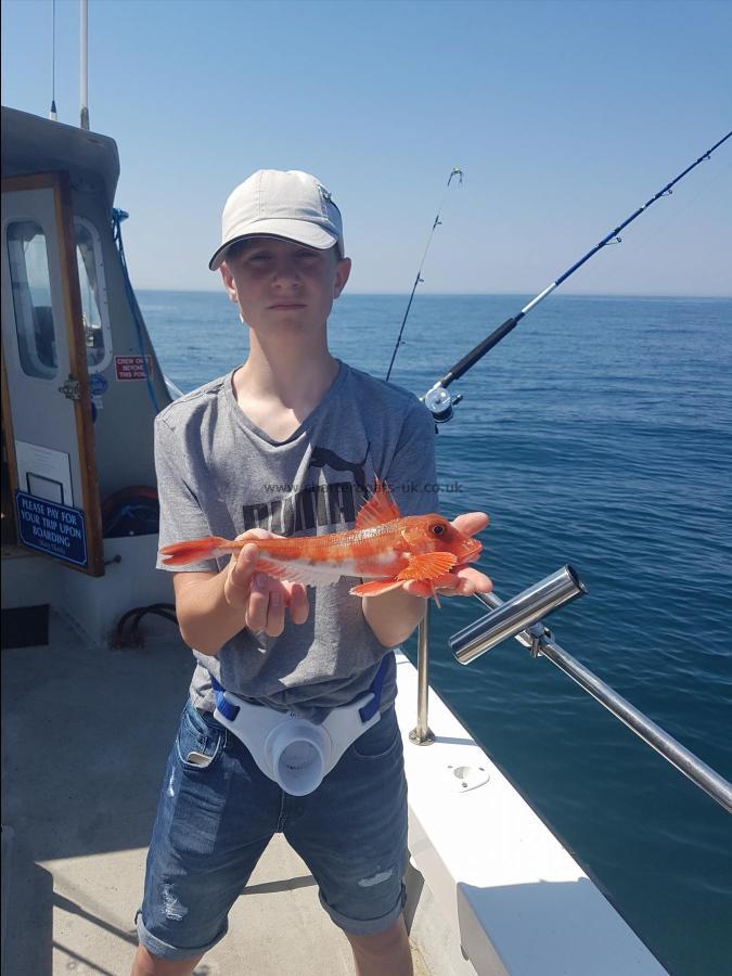 1 lb Red Gurnard by Unknown