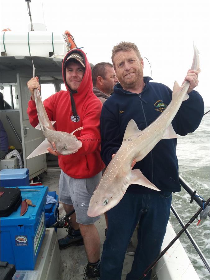 11 lb Smooth-hound by Bod