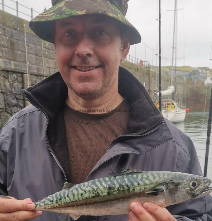 2 lb 8 oz Mackerel by Unknown