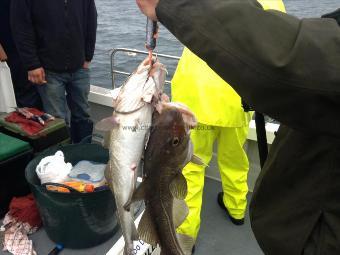 4 lb Cod by Curtis