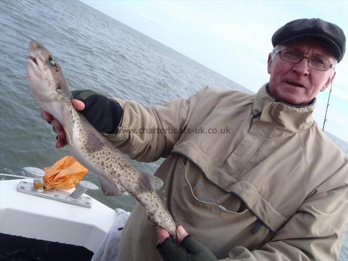 2 lb 5 oz Lesser Spotted Dogfish by Bill Barraclough.