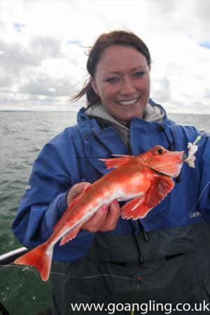 1 lb Red Gurnard by Deeana