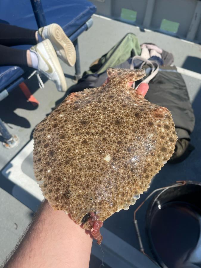 2 lb Turbot by Unknown