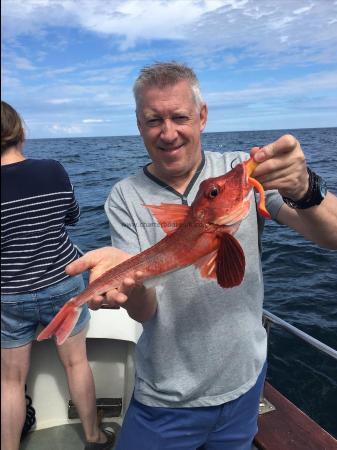 2 lb 4 oz Red Gurnard by Unknown