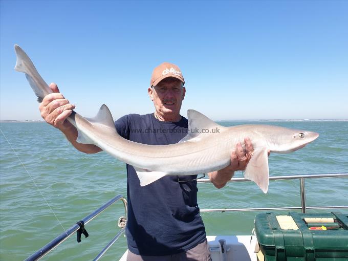 13 lb 8 oz Smooth-hound (Common) by Bob Marshall