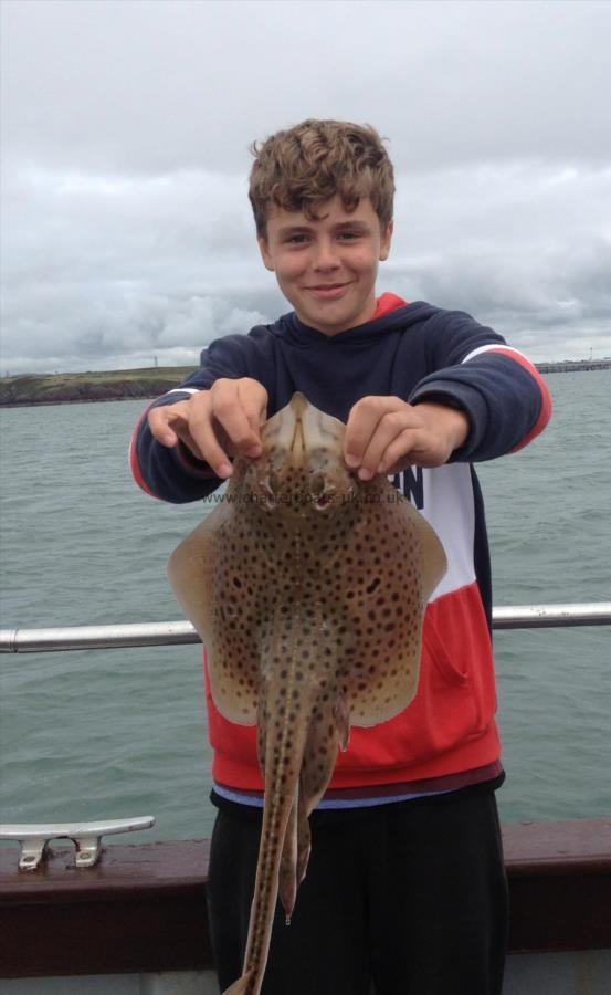 4 lb Spotted Ray by Jnr