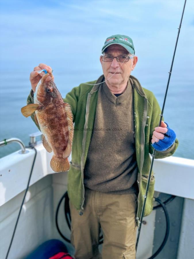 2 lb 14 oz Ballan Wrasse by Unknown