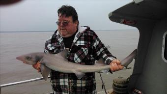 12 lb Starry Smooth-hound by karl bowring
