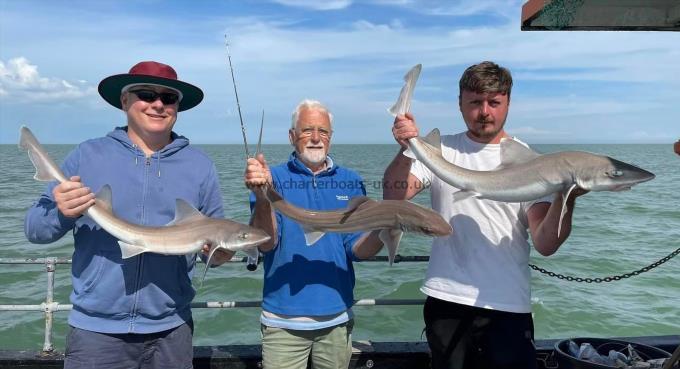 7 lb Smooth-hound by Unknown