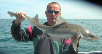 10 lb Smooth-hound (Common) by Mick Phillips