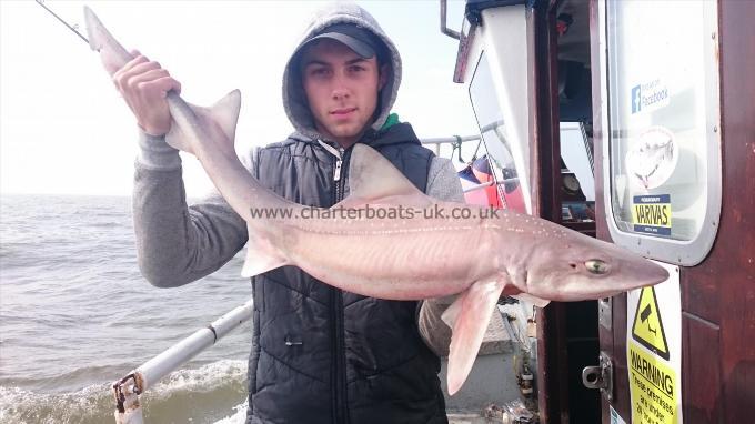 13 lb 9 oz Smooth-hound (Common) by Dan from Kent