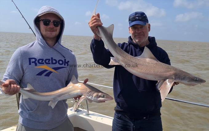 13 lb Starry Smooth-hound by Phil