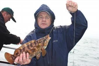 2 lb Ballan Wrasse by Batey