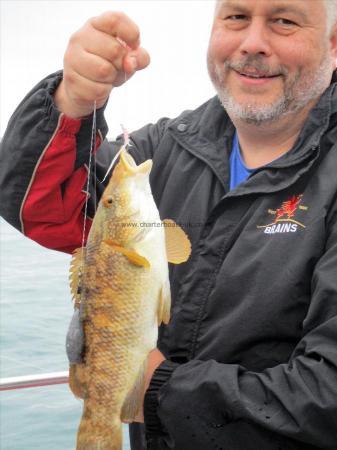 2 lb 5 oz Ballan Wrasse by Johnathan Rees