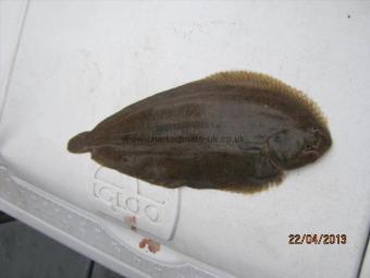10 oz Dover Sole by Unknown