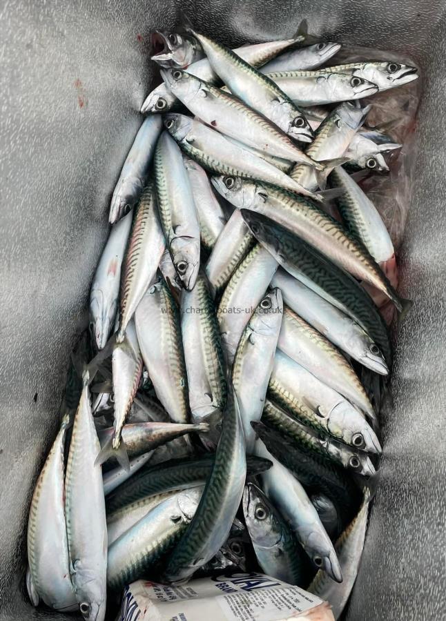 1 lb Mackerel by Unknown