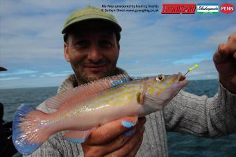 1 lb Cuckoo Wrasse by Pete