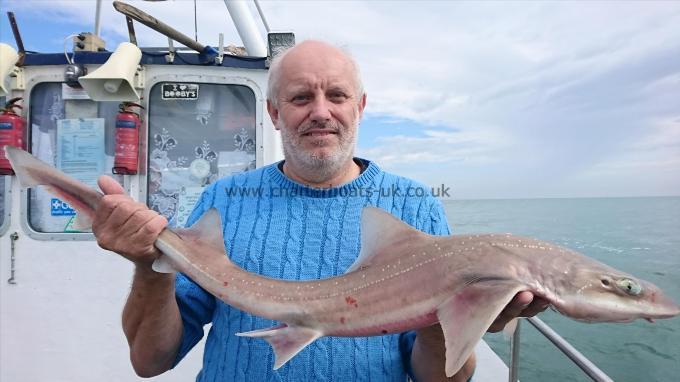 6 lb 8 oz Starry Smooth-hound by Unknown