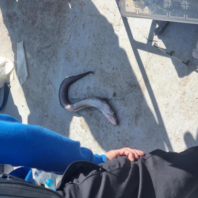 4 lb Conger Eel by mckenzie Worthy