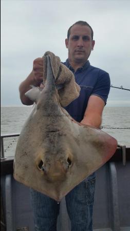 12 lb Stingray (Common) by Unknown