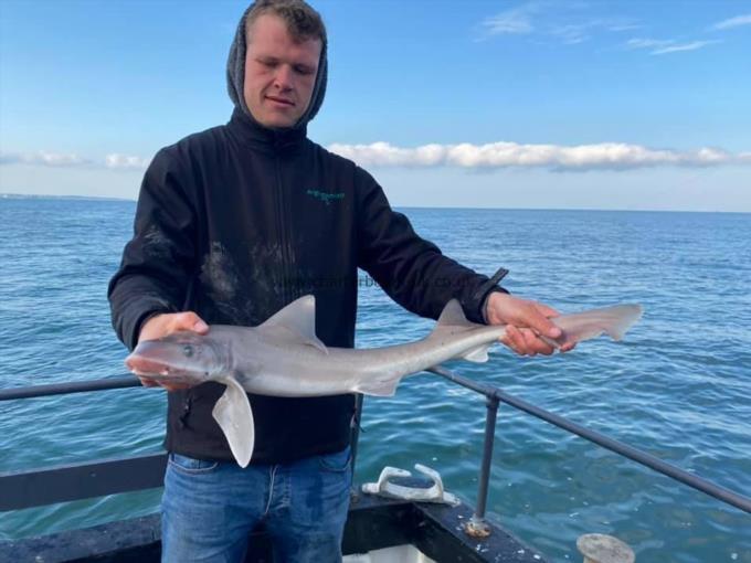 6 lb Smooth-hound by Unknown