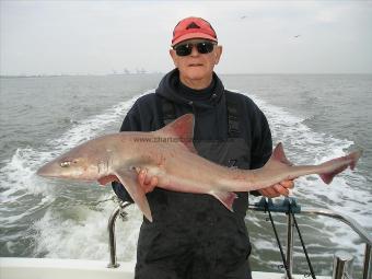 12 lb 12 oz Smooth-hound by Mel Murfitt