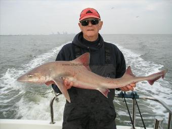 12 lb 12 oz Smooth-hound (Common) by Mel Murfitt