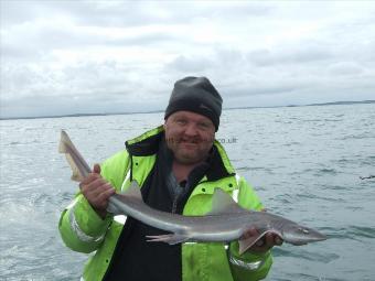 6 lb Starry Smooth-hound by Unknown