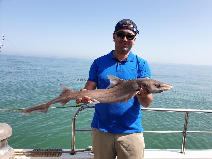 9 lb 12 oz Starry Smooth-hound by Bob Marshall