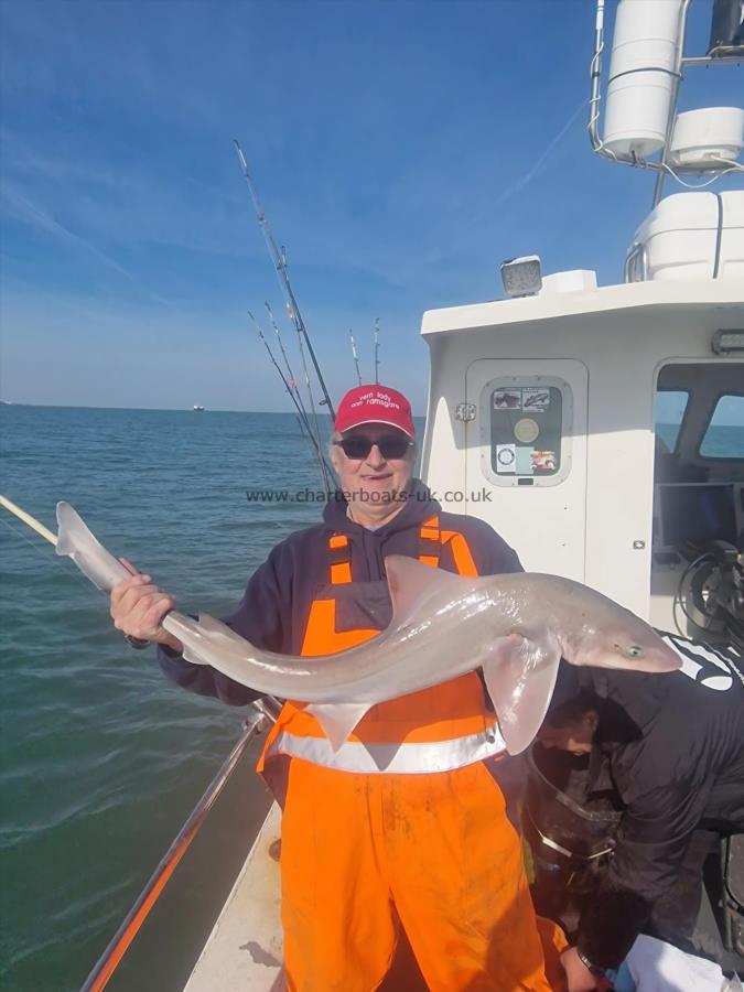 12 lb 3 oz Smooth-hound (Common) by Verne