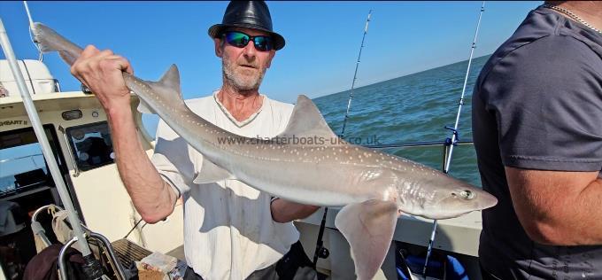 8 lb 3 oz Starry Smooth-hound by Dave
