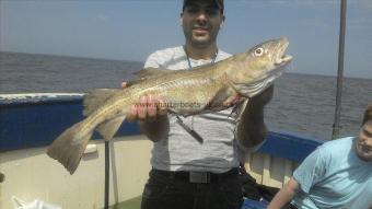 12 lb Cod by Unknown