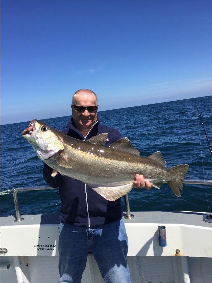 16 lb 9 oz Pollock by Unknown