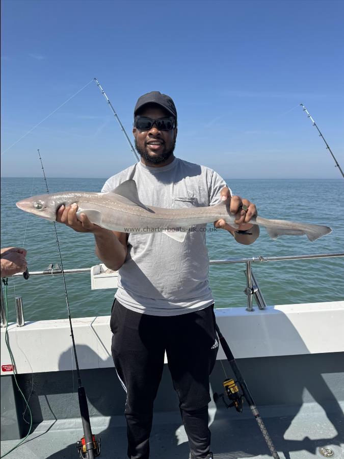 5 lb Starry Smooth-hound by Franklyn