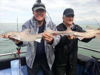 5 lb 3 oz Starry Smooth-hound by Brazilen Boys