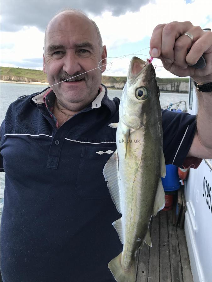 3 lb Pollock by Brian with a good pollock 6th june