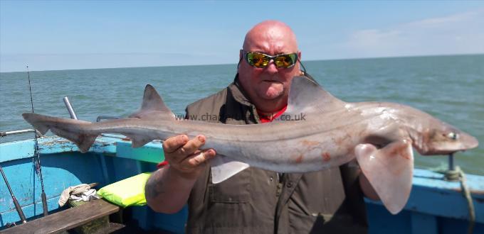 10 lb Smooth-hound by Darren