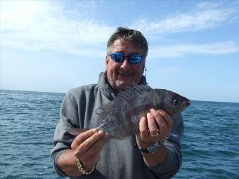 2 lb Black Sea Bream by Richard Ing