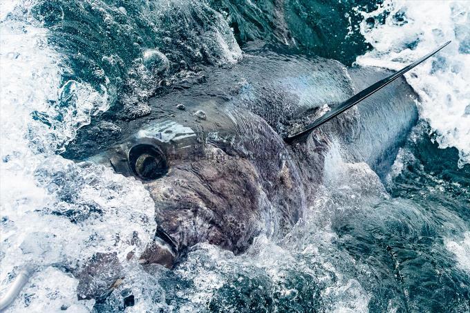 400 lb Bluefin Tuna by Grant Jones
