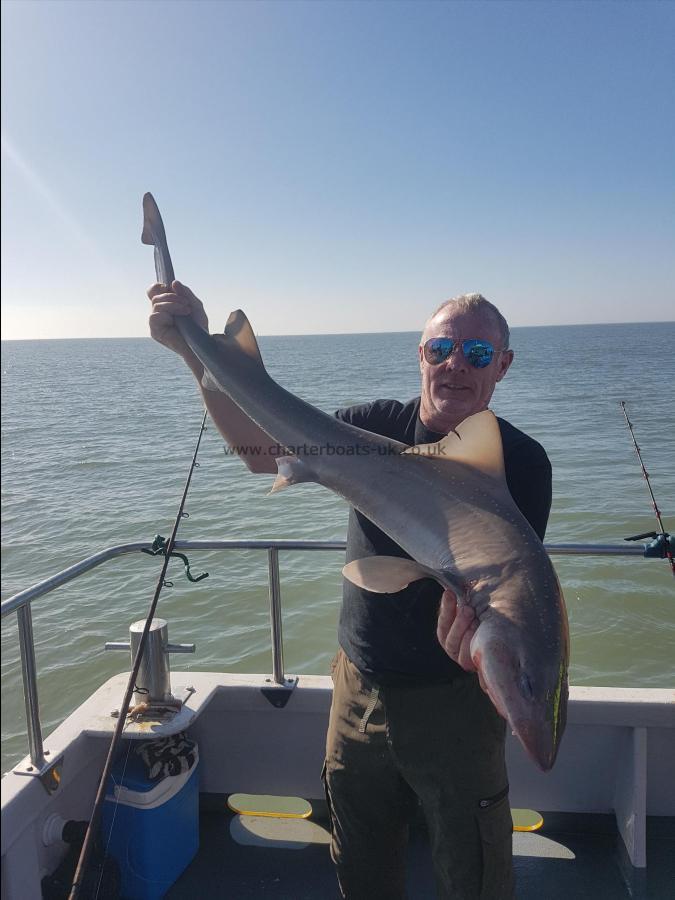 20 lb 2 oz Smooth-hound (Common) by Unknown