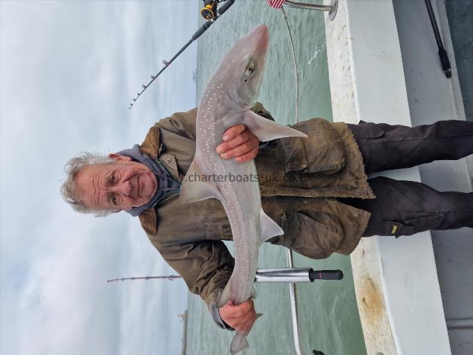 8 lb Starry Smooth-hound by Clive
